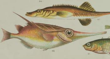 Trumpet Fish, from "Our Country's Fishes, 1902, by W.J. Gordon | Obraz na stenu