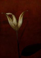 lily | Obraz na stenu