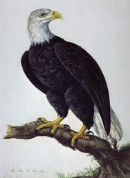 White-headed Sea Eagle | Obraz na stenu