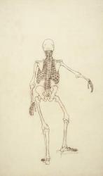 Study of the Human Figure, Posterior View, from 'A Comparative Anatomical Exposition of the Structure of the Human Body with that of a Tiger and a Common Fowl', 1795-1806 (pen and ink over graphite on wove paper) | Obraz na stenu