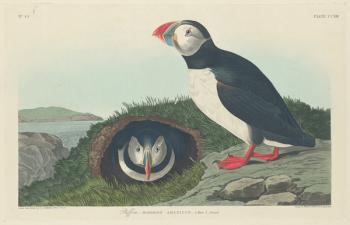 Puffin, 1834 (coloured engraving) | Obraz na stenu