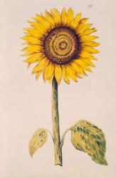 Sunflower or Helianthus, from 'La Guirlande de Julie', c.1642 (w/c on vellum) | Obraz na stenu