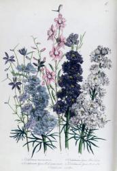 Delphiniums, plate 3 from 'The Ladies' Flower Garden', published 1842 (colour litho) | Obraz na stenu