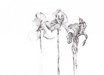 Three Irises, Botanical Series, 2017, (pencil) | Obraz na stenu