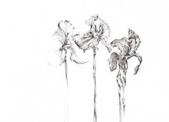 Three Irises, Botanical Series, 2017, (pencil) | Obraz na stenu