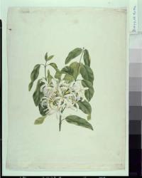 Taberne Montana (?) (Leaves and Flowers) (gouache over graphite on paper) | Obraz na stenu