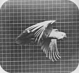 Cockatoo in flight, from 'Animal Locomotion, An Electro-Photographic Investigation of Consecutive Phases of Animal Movement', c.1872-85 (b/w photo) | Obraz na stenu