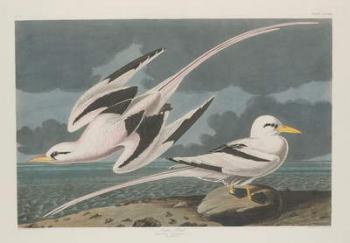 Tropic Bird, 1835 (coloured engraving) | Obraz na stenu