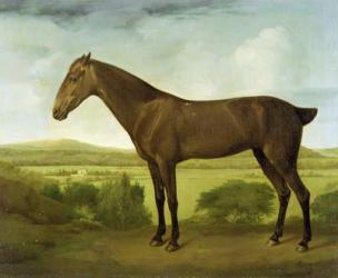 Brown Horse in a Hilly Landscape, c.1780-1800 (oil on canvas) | Obraz na stenu