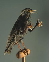 A Secretary Bird: The witch's companion | Obraz na stenu