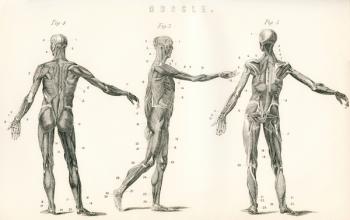 Anatomical study of muscle in the human body. From The National Encyclopaedia, published c.1890. | Obraz na stenu