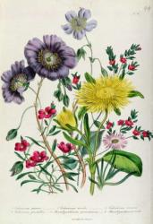 Calandrinia, plate 18 from 'The Ladies' Flower Garden', published 1842 (colour litho) | Obraz na stenu