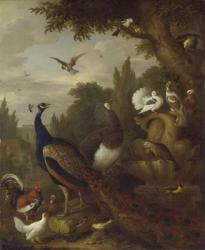 Peacock, peahen, parrots, canary, and other birds in a park, c.1708-10 (oil on canvas) | Obraz na stenu