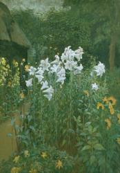 Madonna Lilies in a Garden | Obraz na stenu