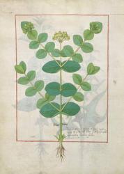 Ms Fr. Fv VI #1 fol.156v Flower, Illustration from the 'Book of Simple Medicines' by Mattheaus Platearius (d.c.1161) c.1470 (vellum) | Obraz na stenu