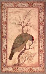 A Barbet (Himalayan blue-throated bird) Jahangir Period, Mughal, 1615 | Obraz na stenu