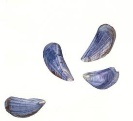 Mussel Shells, 2005 (w/c on paper) | Obraz na stenu