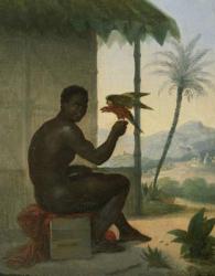 Brazilian negro with Tropical Bird | Obraz na stenu