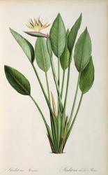 Strelitzia Reginae, from 'Les Strelitziaceae' | Obraz na stenu