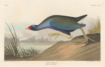 Purple gallinule, 1836 (coloured engraving) | Obraz na stenu