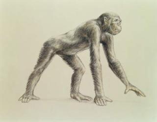 Dryopithecus Africanus (pencil on paper) | Obraz na stenu