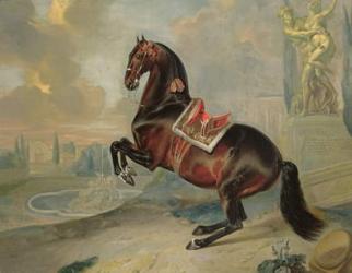 The dark bay horse 'Valido' performing a Levade movement | Obraz na stenu