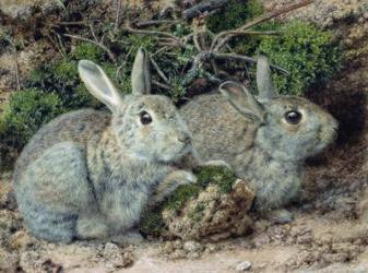 Rabbits | Obraz na stenu