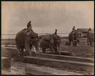 Working with elephants, c.1880 (albumen print) | Obraz na stenu