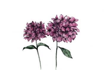 Hydrangeas, 2017 (watercolour, pigment ink) | Obraz na stenu
