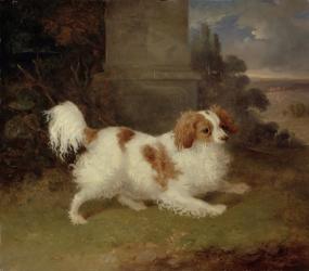 A Blenheim Spaniel, c.1820-30 (oil on canvas) | Obraz na stenu