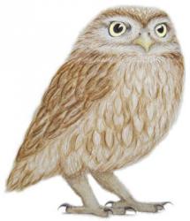 Little Owl, 2011 (watercolour paint and pencil) | Obraz na stenu