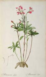 Alstraemeria Ligtu, from `Les Liliacees' by Pierre Redoute, 8 volumes, published 1805-16, (coloured engraving) | Obraz na stenu
