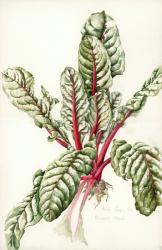 Rhubarb Chard, 1992 (w/c on paper) | Obraz na stenu