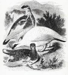The Ptarmigan, illustration from 'A History of British Birds' by William Yarrell, first published 1843 (woodcut) | Obraz na stenu
