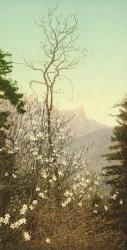 Dogwood blossoms, c.1898-c.1905 | Obraz na stenu