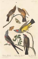 Arkansaw Flycatcher, Swallow-tailed Flycatcher and Says Flycatcher, 1837 (coloured engraving) | Obraz na stenu