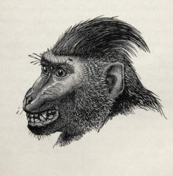Cynopithecus niger when pleased by being caressed, from Charles Darwin's 'The Expression of the Emotions in Man and Animals', 1872 (litho) | Obraz na stenu
