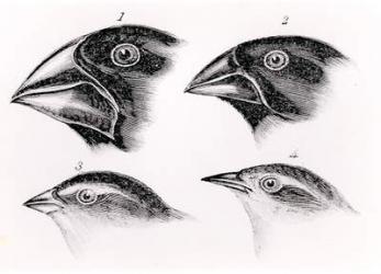Darwin's bird observations (litho) (b/w photo) | Obraz na stenu
