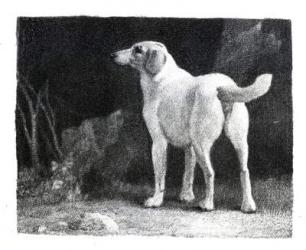 Dog, 1788 (engraving) | Obraz na stenu