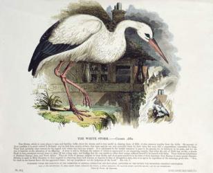 White Stork (Ciconia Alba) (colour litho) | Obraz na stenu