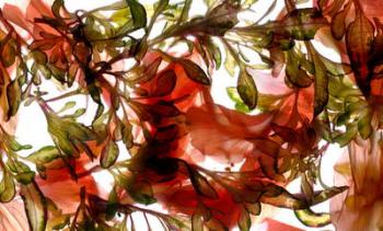 Hibiscus Coleus Array, 2009, (digital photogram, digital original print) | Obraz na stenu