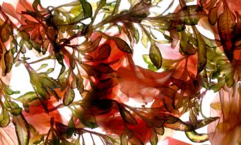 Hibiscus Coleus Array, 2009, (digital photogram, digital original print) | Obraz na stenu