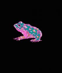 Pink Toad | Obraz na stenu