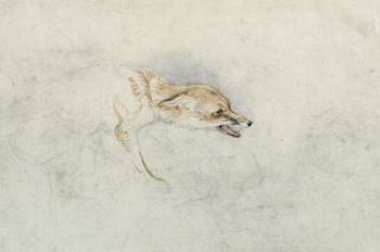 Study of a crouching Fox, facing right verso: faint sketch of fox's head and tail (pencil and w/c on paper) | Obraz na stenu