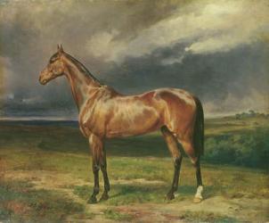 'Abdul Medschid' the chestnut arab horse, 1855 (oil on canvas) | Obraz na stenu