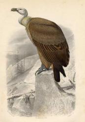 The Fawn Vulture, engraved by Paquien (coloured engraving) | Obraz na stenu