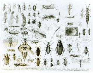 Entomology Insects (litho) (b/w photo) | Obraz na stenu