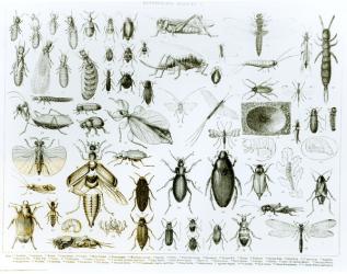 Entomology Insects (litho) (b/w photo) | Obraz na stenu