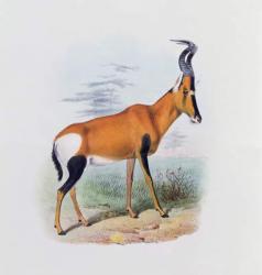 Antelope, from 'The Book of Antelopes', (colour litho) | Obraz na stenu