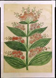Gentian with imaginary flowers, plate from a seed merchants in Oisans (gouache on paper) | Obraz na stenu